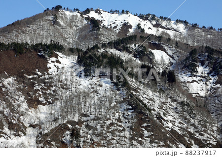 雪解けの里山・爼倉山の稜線に生育するキタゴヨウ　福島県只見町 88237917