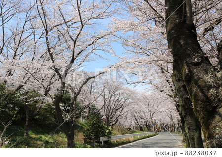 舗装道路の両側に咲くソメイヨシノと青空 88238037