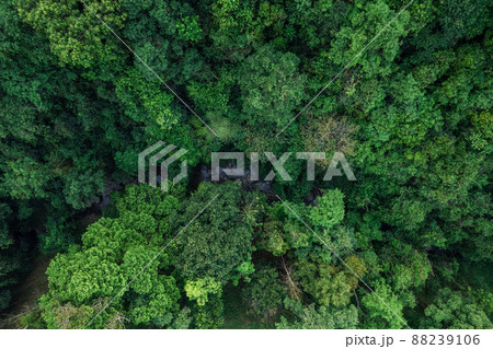 road and green trees from above in the summer forest 88239106