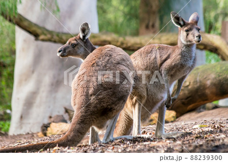 Kangaroo with natural background in Perth Kangaroo with natural background in Perth 88239300