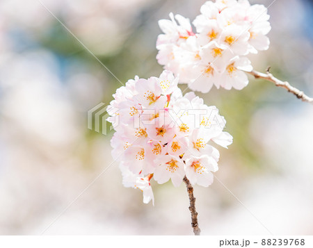 春本番 美しく咲いた満開の桜 ソメイヨシノ クローズアップ 春本番 美しく咲いた満開の桜 ソメイヨシノ クローズアップ 88239768