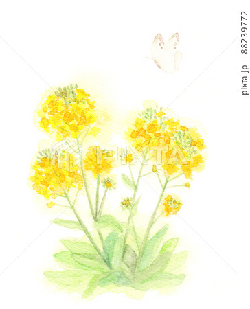 菜の花の水彩イラスト 菜の花の水彩イラスト 88239772