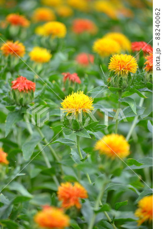 満開の紅花畑 満開の紅花畑 88240062