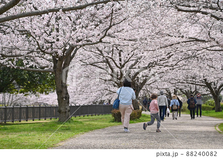 神奈川県藤沢市大庭 引地川親水公園 桜 神奈川県藤沢市大庭 引地川親水公園 桜 88240082