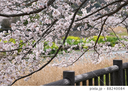 神奈川県藤沢市大庭 引地川親水公園 桜 神奈川県藤沢市大庭 引地川親水公園 桜 88240084