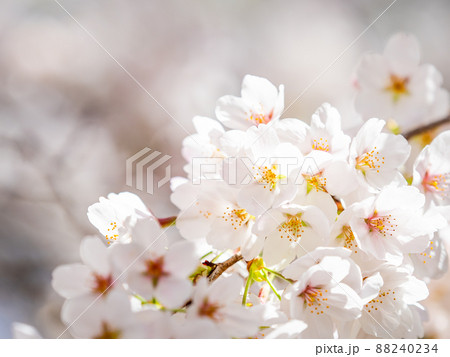 春本番　美しく咲いた満開の桜　ソメイヨシノ　クローズアップ 88240234