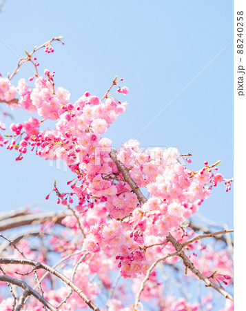 春本番 美しく咲いた満開の桜 ピンクのシダレザクラ クローズアップ 春本番 美しく咲いた満開の桜 ピンクのシダレザクラ クローズアップ 88240258