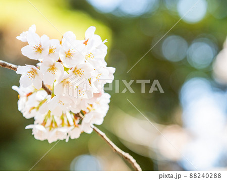 春本番　美しく咲いた満開の桜　ソメイヨシノ　クローズアップ 88240288