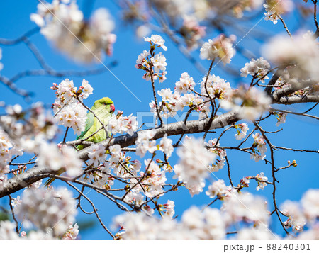 春本番　美しく咲いた満開の桜とワカケホンセイインコ　ソメイヨシノ 88240301