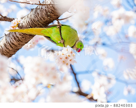 春本番　美しく咲いた満開の桜とワカケホンセイインコ　ソメイヨシノ 88240303