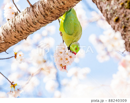 春本番　美しく咲いた満開の桜とワカケホンセイインコ　ソメイヨシノ 88240309