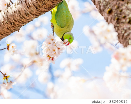 春本番　美しく咲いた満開の桜とワカケホンセイインコ　ソメイヨシノ 88240312
