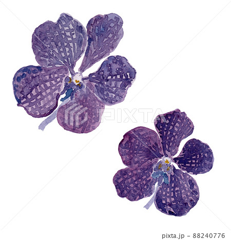 Vanda バンダ（洋蘭）の水彩イラストのイラスト素材 [88240776] - PIXTA