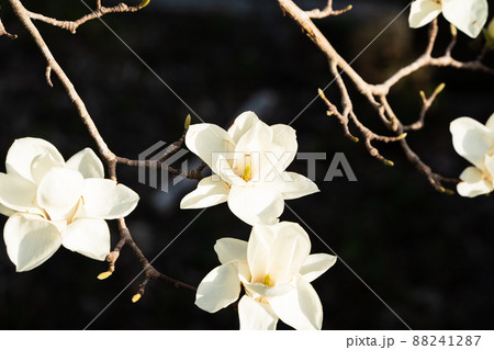 ハクモクレン 88241287