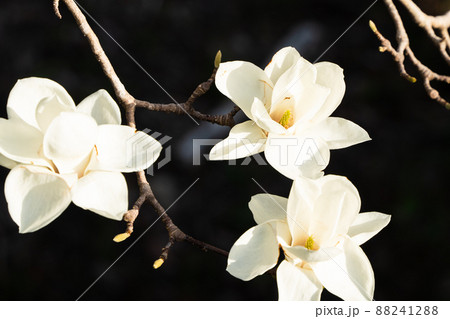 ハクモクレン ハクモクレン 88241288