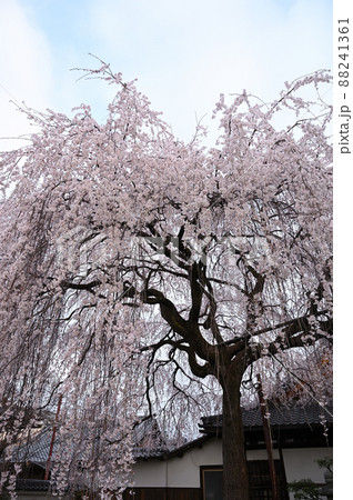 枝垂れ桜　本満寺　京都市 88241361