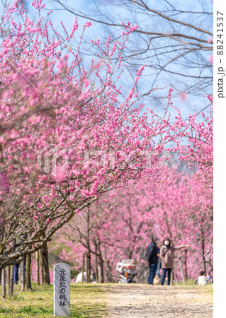 古河桃まつり　元屋敷の桃林 88241537