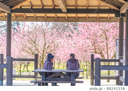 古河桃まつり　四阿　東屋　老夫婦 88241538