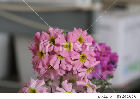 日本の春の庭に咲くプリムラマラコイデスのピンク色の花 88241656