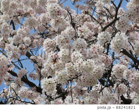 東京都大田区池上本門寺の満開の桜 88241821