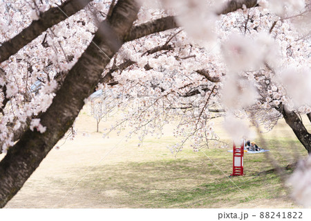公園に咲く満開の桜 88241822