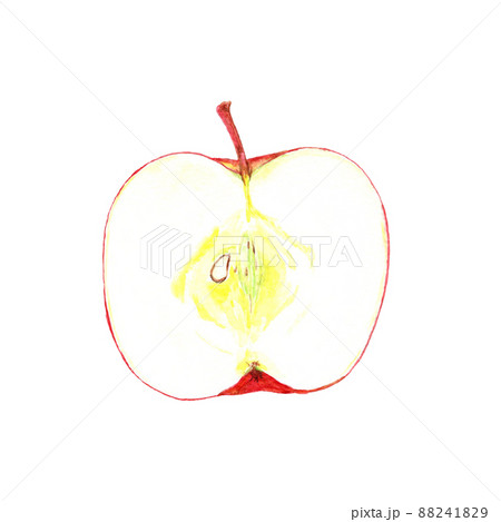 手描き水彩の半分に切ったりんごの断面イラストのイラスト素材 8419