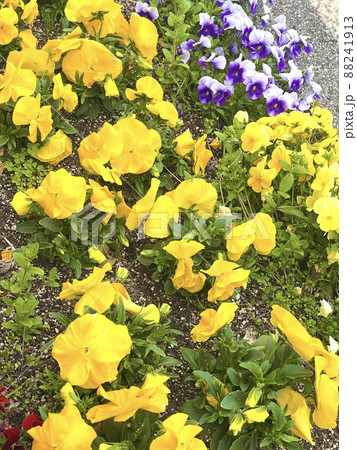 大阪 大阪府茨木市 歩道に設置されている花壇で可愛いパンジーが咲き始めました。 大阪 大阪府茨木市 歩道に設置されている花壇で可愛いパンジーが咲き始めました。 88241913