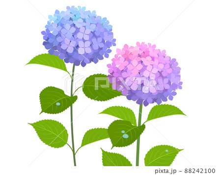 紫陽花　2種 88242100