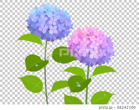 紫陽花　2種 88242100