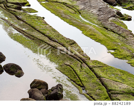 wet beach with rock formations and green algae growth wet beach with rock formations and green algae growth 88242189
