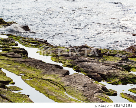 wet beach with rock formations and green algae growth wet beach with rock formations and green algae growth 88242193