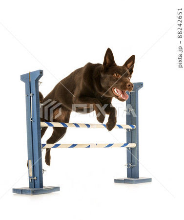 Australian Kelpie in studio 88242651