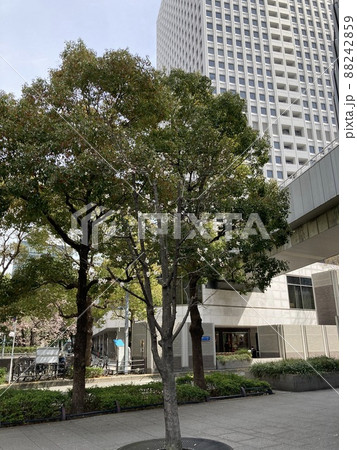 2022年3月25日大阪梅田 桜 2022年3月25日大阪梅田 桜 88242859