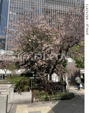 2022年3月25日大阪梅田 桜 2022年3月25日大阪梅田 桜 88242871