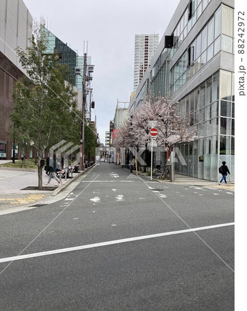 2022年3月28日大阪梅田 桜 2022年3月28日大阪梅田 桜 88242972