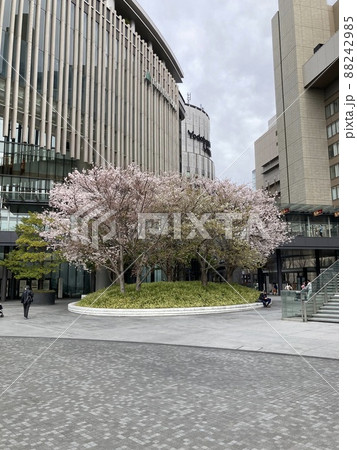 2022年3月28日大阪梅田　桜 88242985