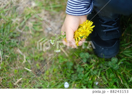 たんぽぽとシロツメクサを握った子供の手と芝生 たんぽぽとシロツメクサを握った子供の手と芝生 88243153