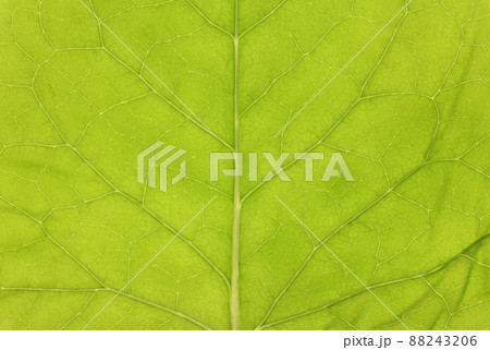 ノゲシ（野芥子）の葉と葉脈 88243206