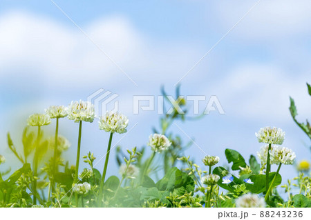 シロツメクサ シロツメクサ 88243236