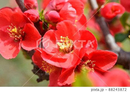 満開のボケの花 88243872