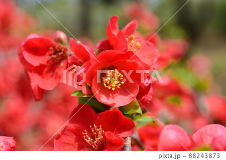 満開のボケの花 88243873