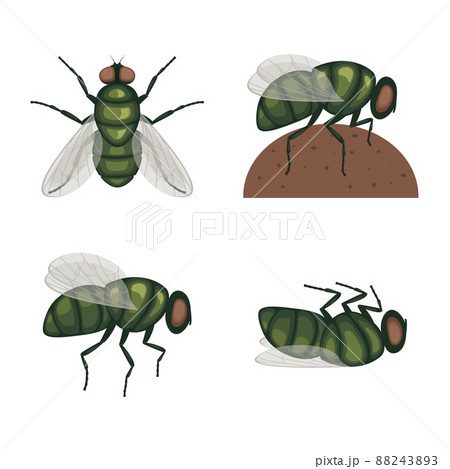 The green fly .Fly insect. Image of a fly top view. A flying insect. Vector illustration isolated on a white background 88243893