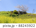 伊豆の癒しの菜の花畑　田園風景 88243922