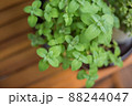 木製テーブルにミントの植栽 88244047