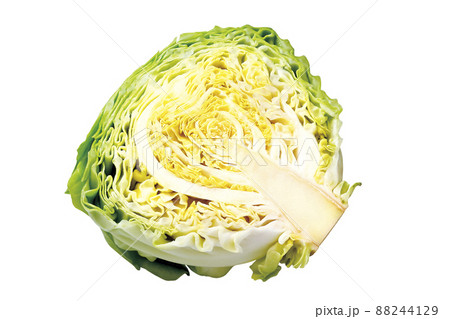春キャベツ_11（パス付） 88244129