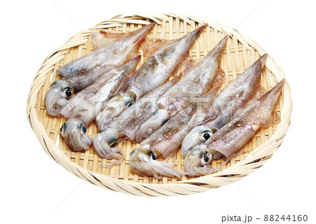 ヤリイカ_05（パス付） 88244160