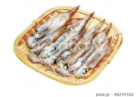 ヤリイカ_07（パス付） 88244162