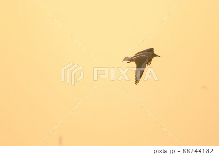 A silhouette of a seagull flying in the orange light of the evening sun. 88244182