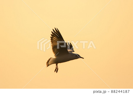 A silhouette of a seagull flying in the orange light of the evening sun. 88244187