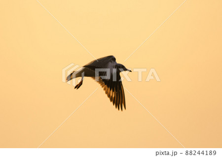 A silhouette of a seagull flying in the orange light of the evening sun. 88244189